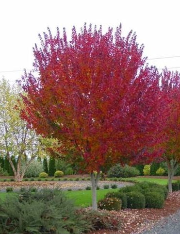 Burgundy Belle Maple, big trees